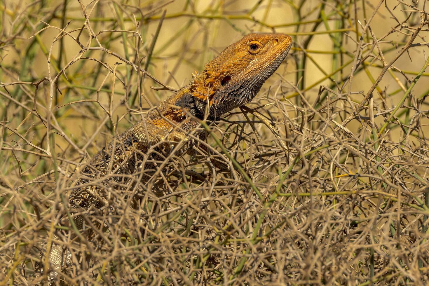 Central Bearded Dragon in Australia photo