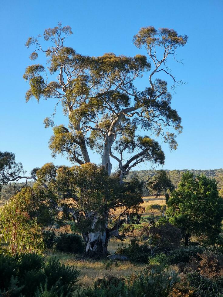 Clarkesdale Bird Sanctuary photo