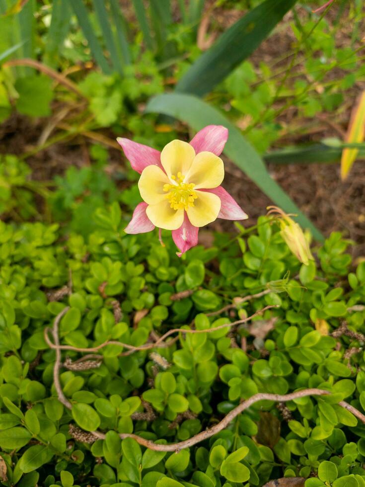 Yellow Columbine Flower photo