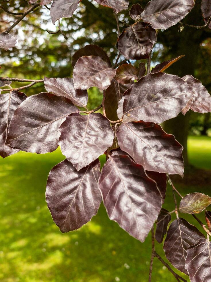 Copper Beech Tree 25931343 Stock Photo at Vecteezy