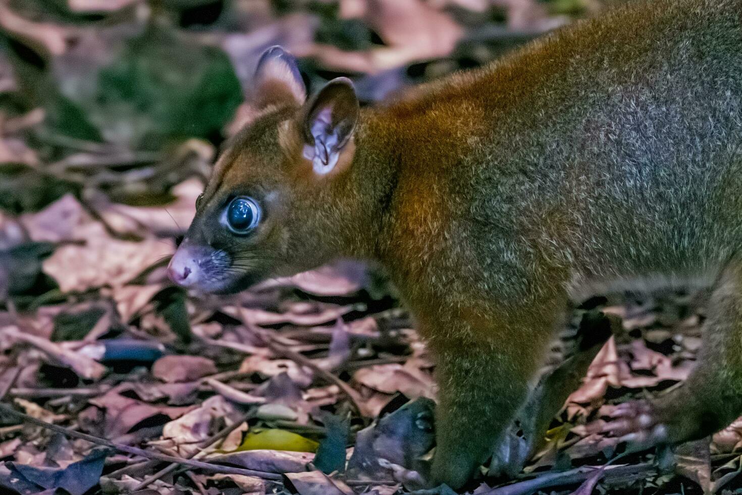 Coppery Brush-tailed Possum photo