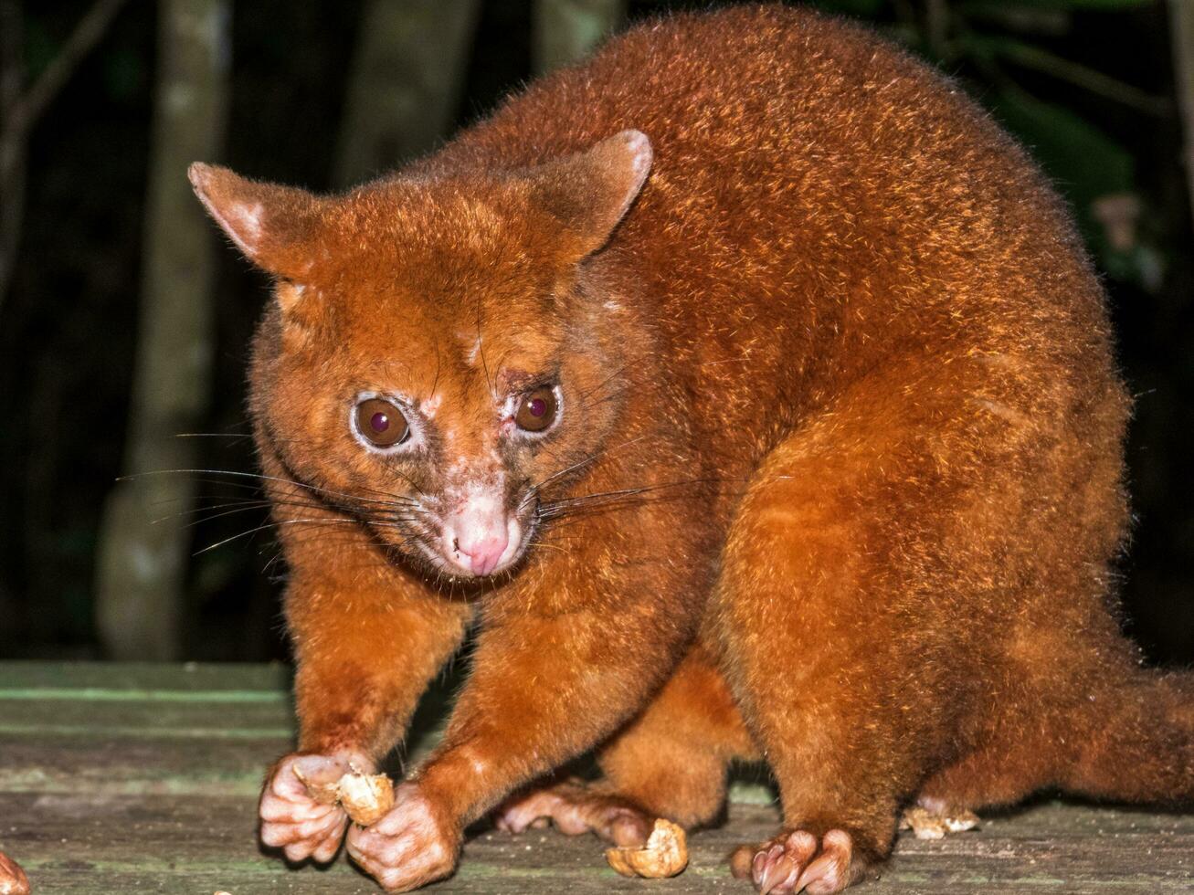 Coppery Brush-tailed Possum photo