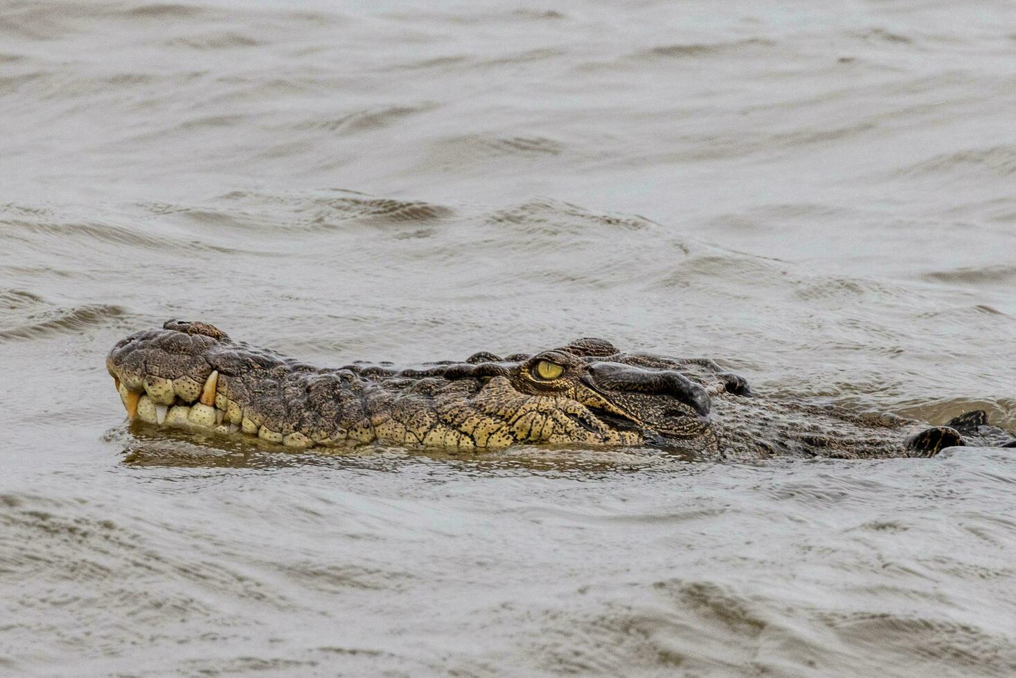 Crocodile in Australia photo