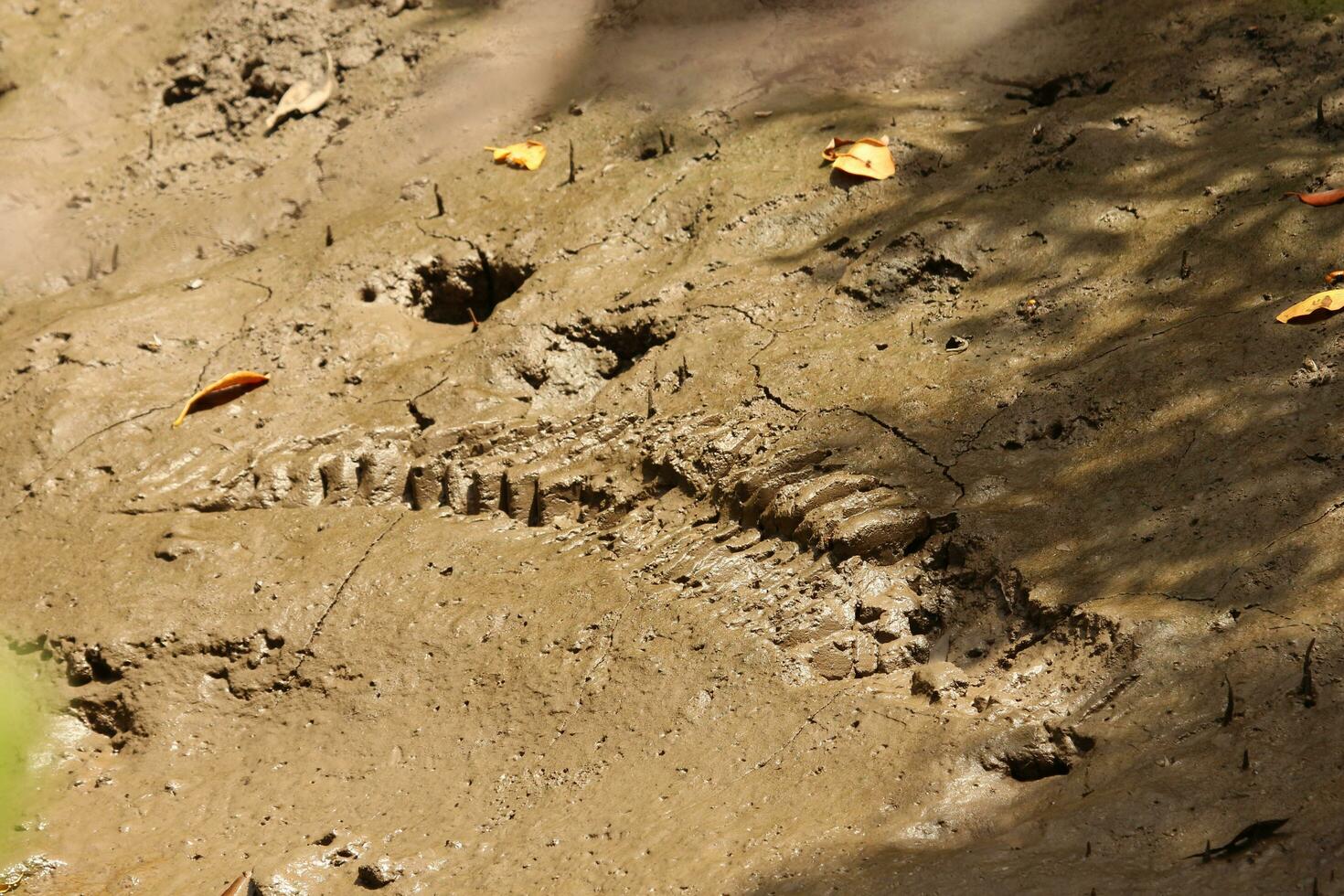 Crocodile in Australia photo