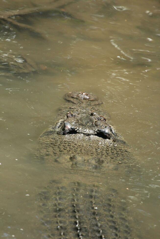 Crocodile in Australia photo