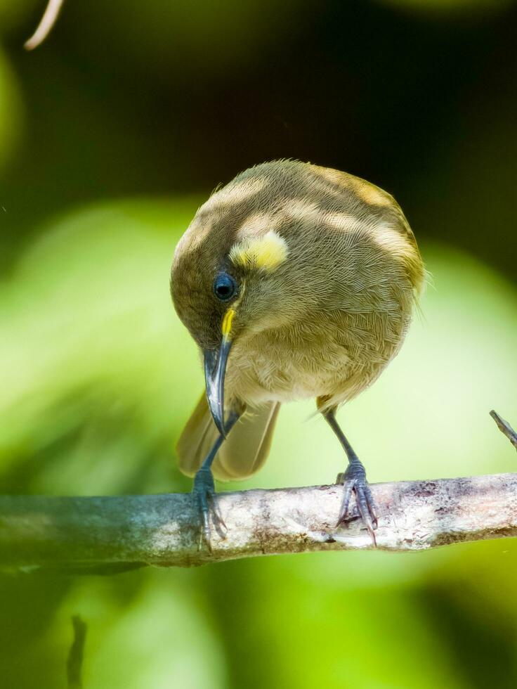 críptico pájaro azucar en Australia foto