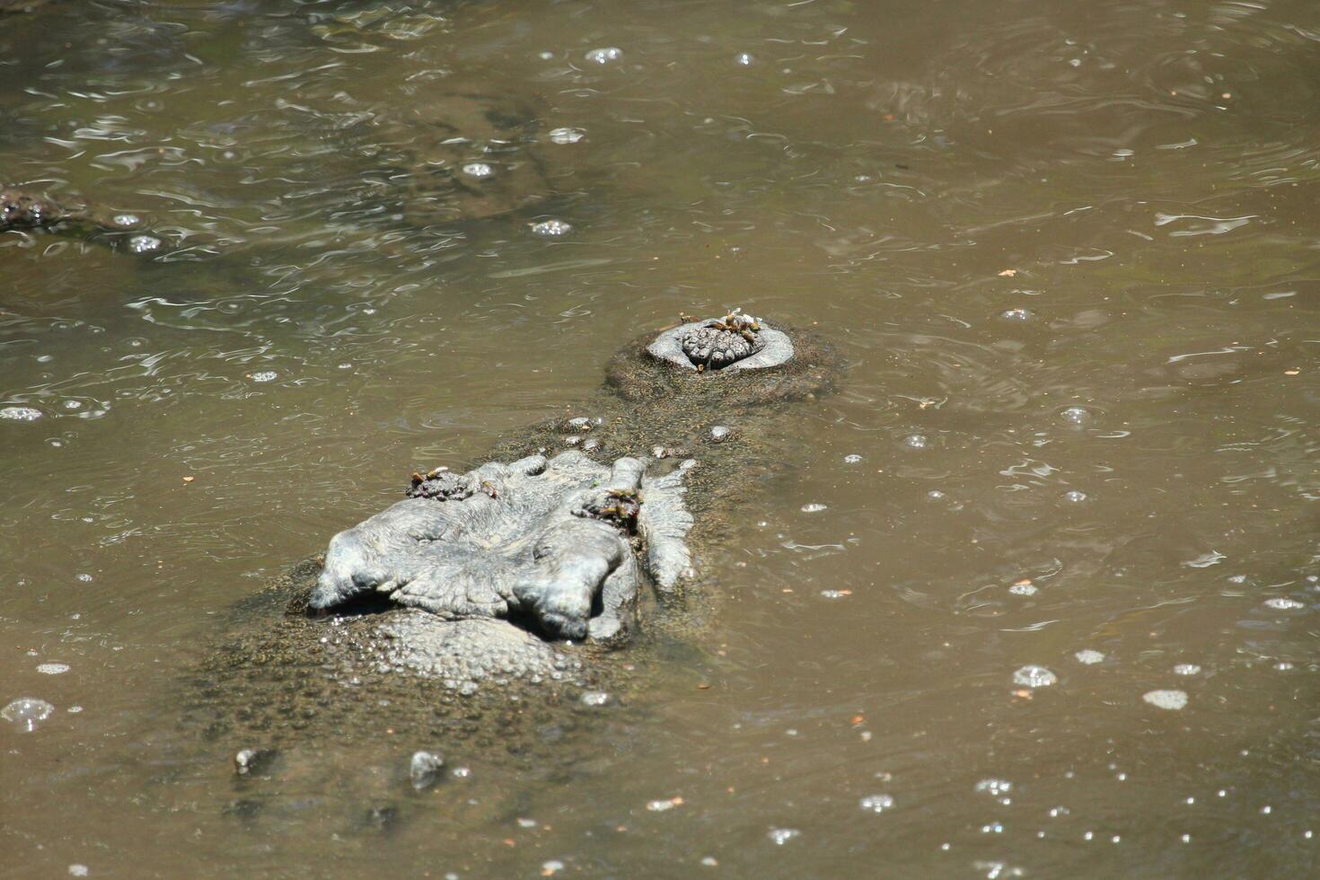 Crocodile in Australia photo