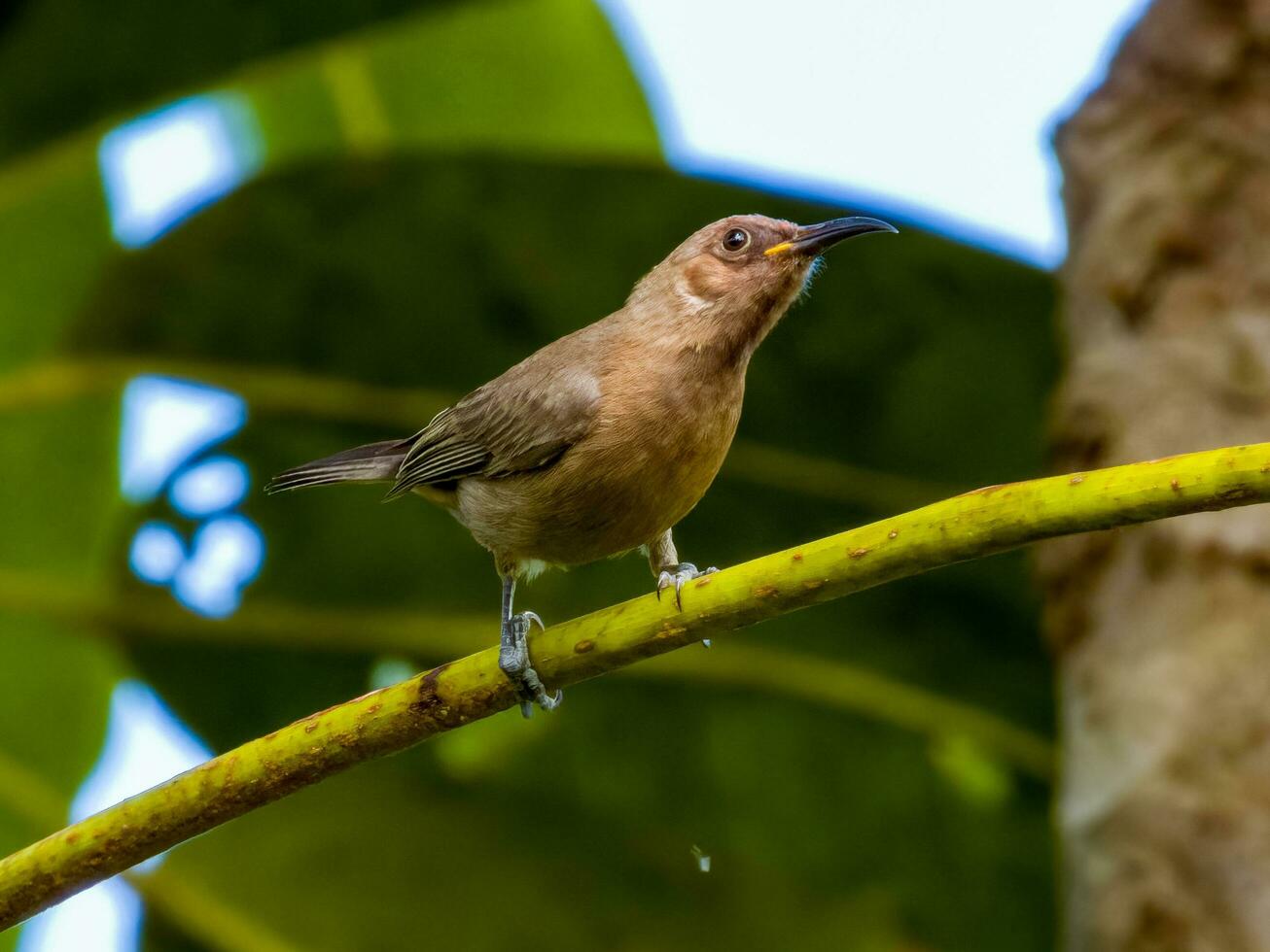 Dusky Honeyeater in Australia photo