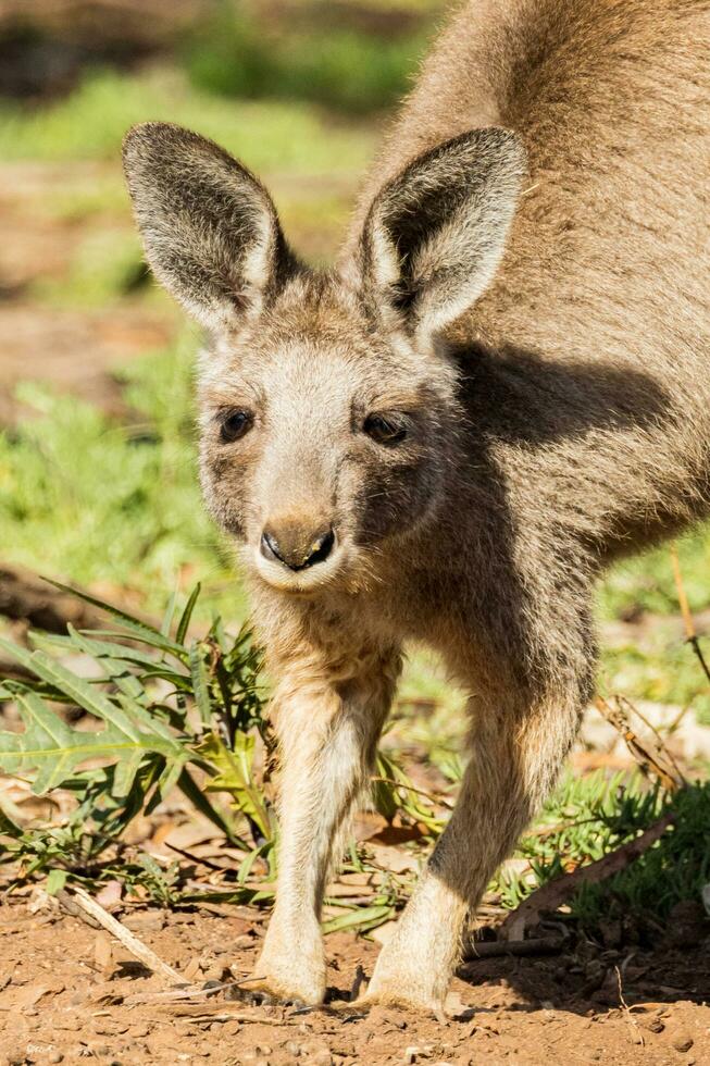 Eastern Grey Kangaroo photo