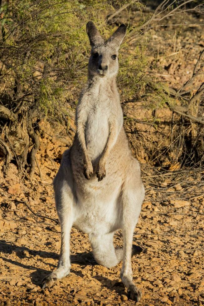 canguro gris oriental foto