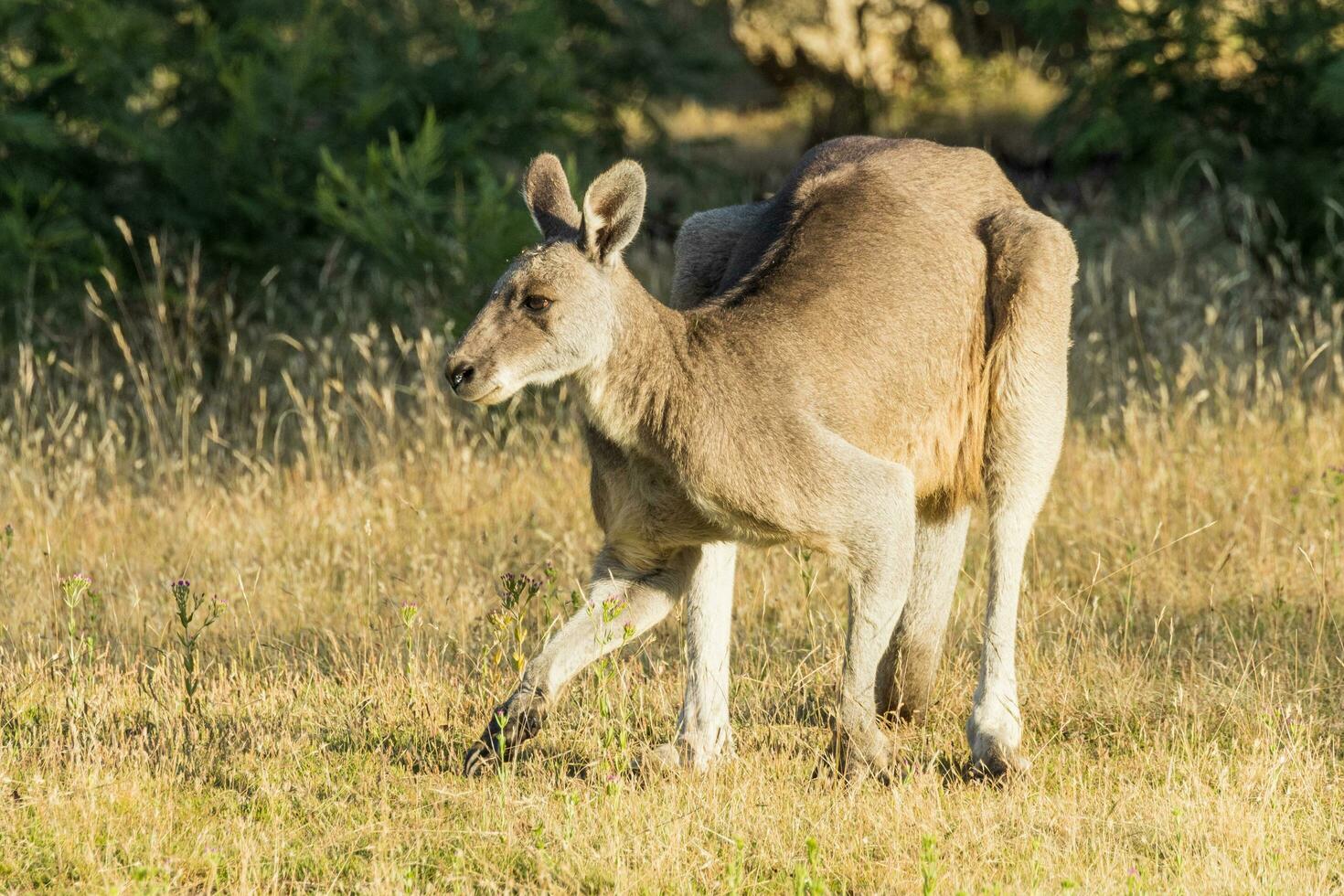 canguro gris oriental foto