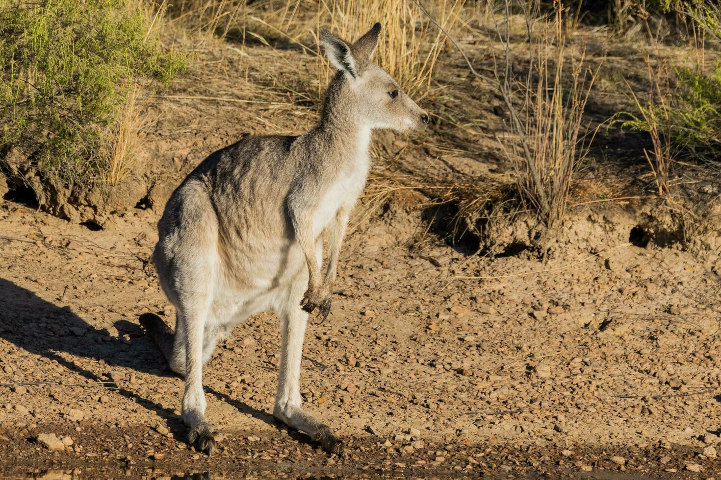 canguro gris oriental foto