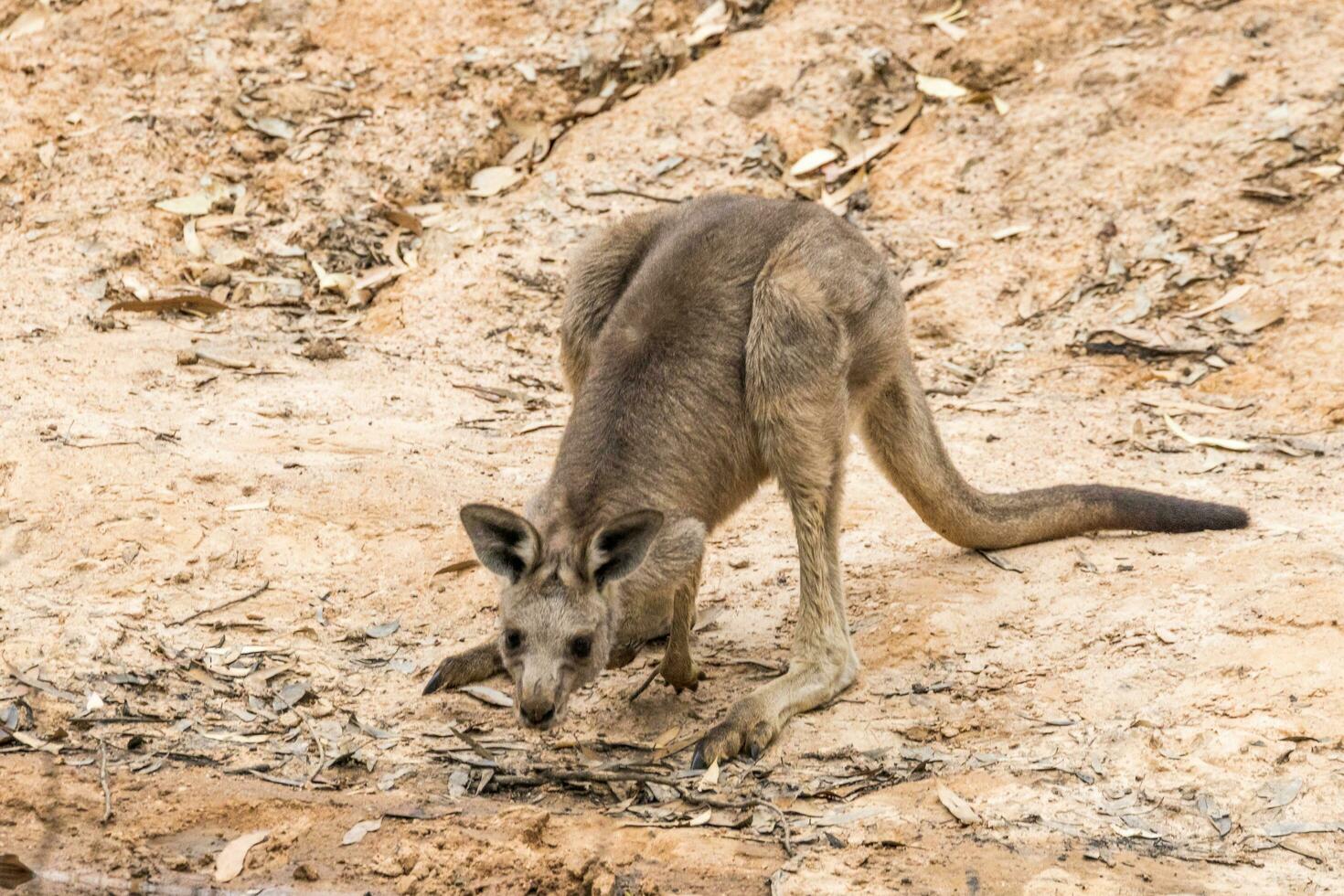 Eastern Grey Kangaroo photo