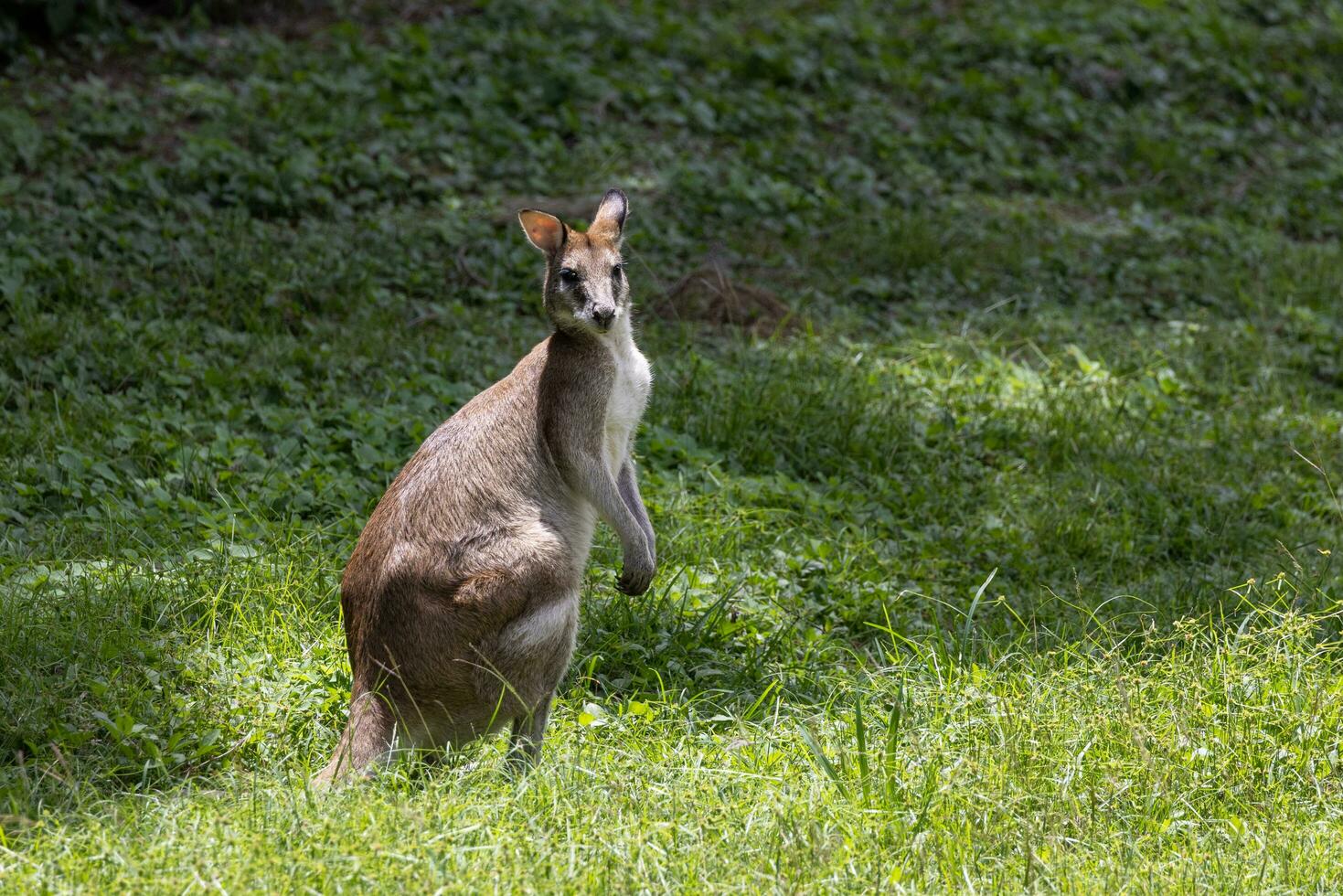 Eastern Grey Kangaroo photo