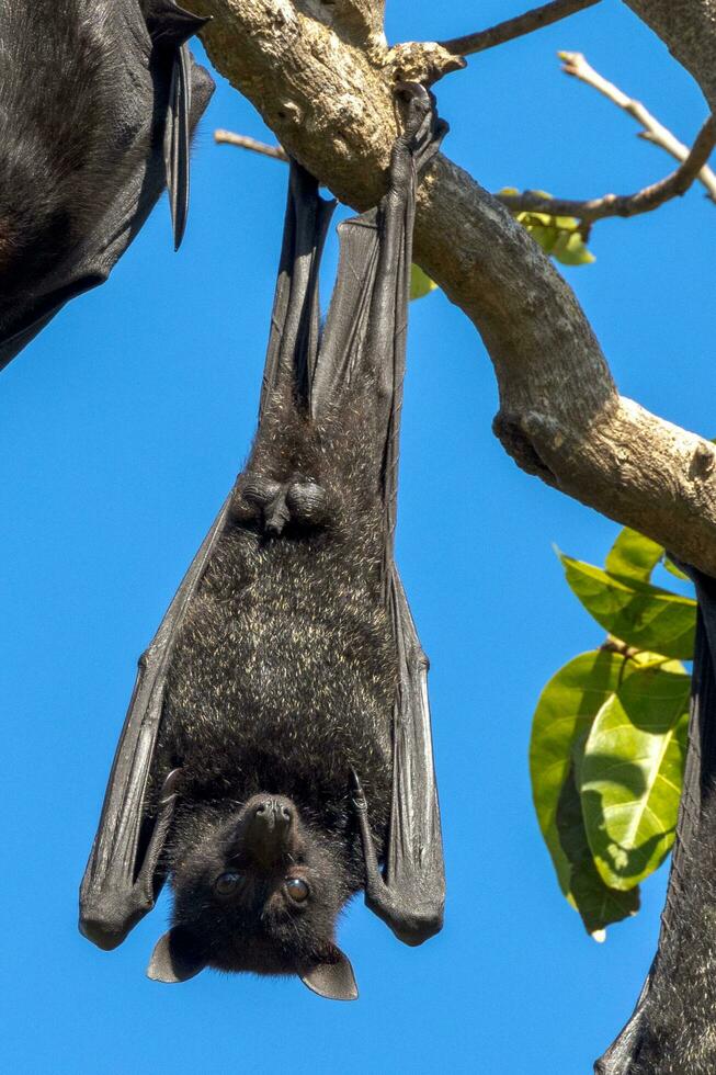 volador zorro Fruta murciélago foto