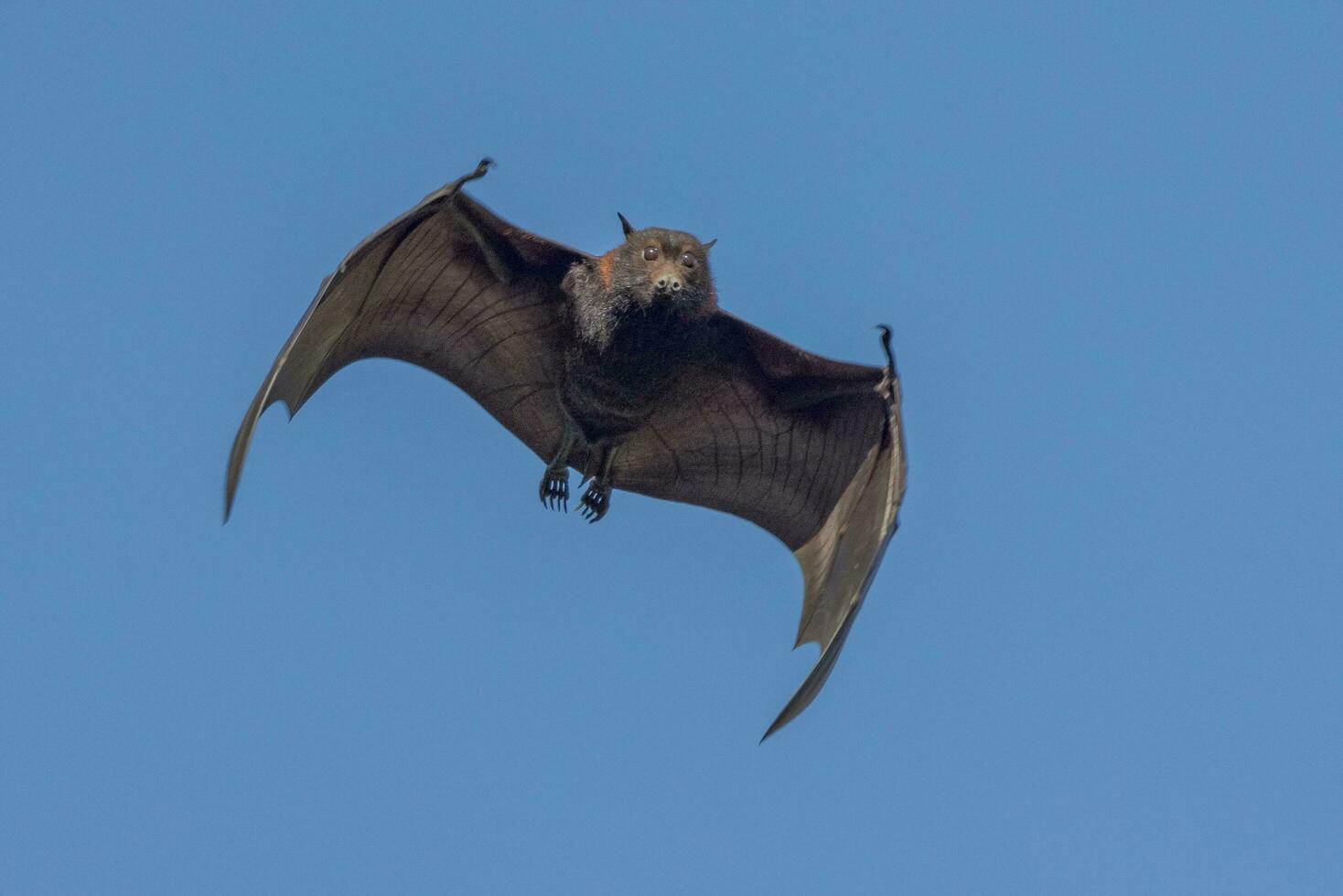 volador zorro Fruta murciélago foto