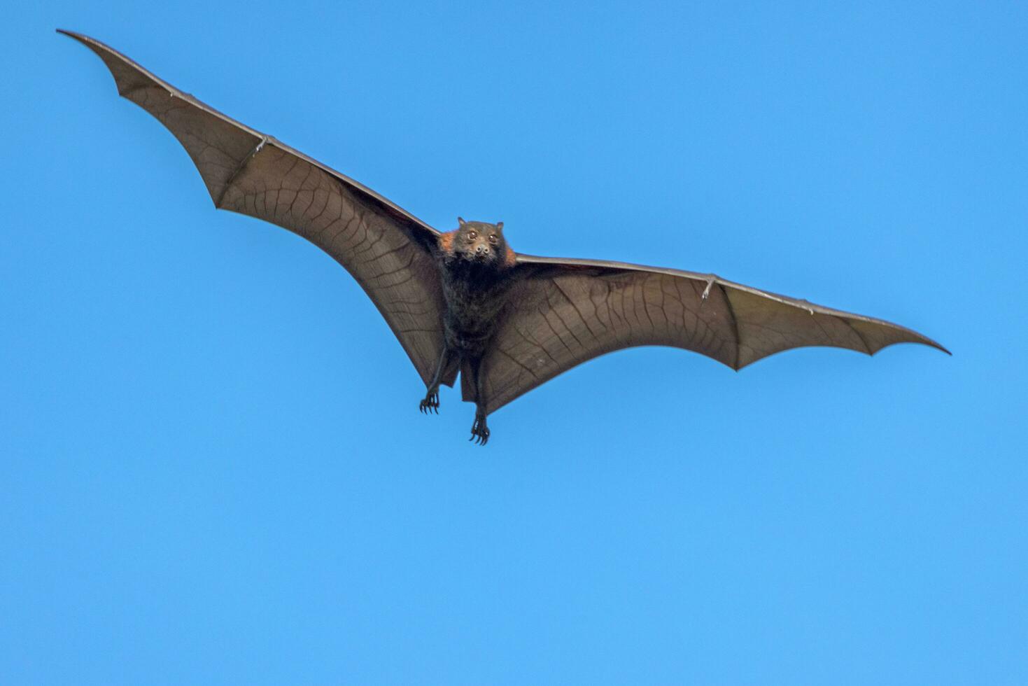 volador zorro Fruta murciélago foto