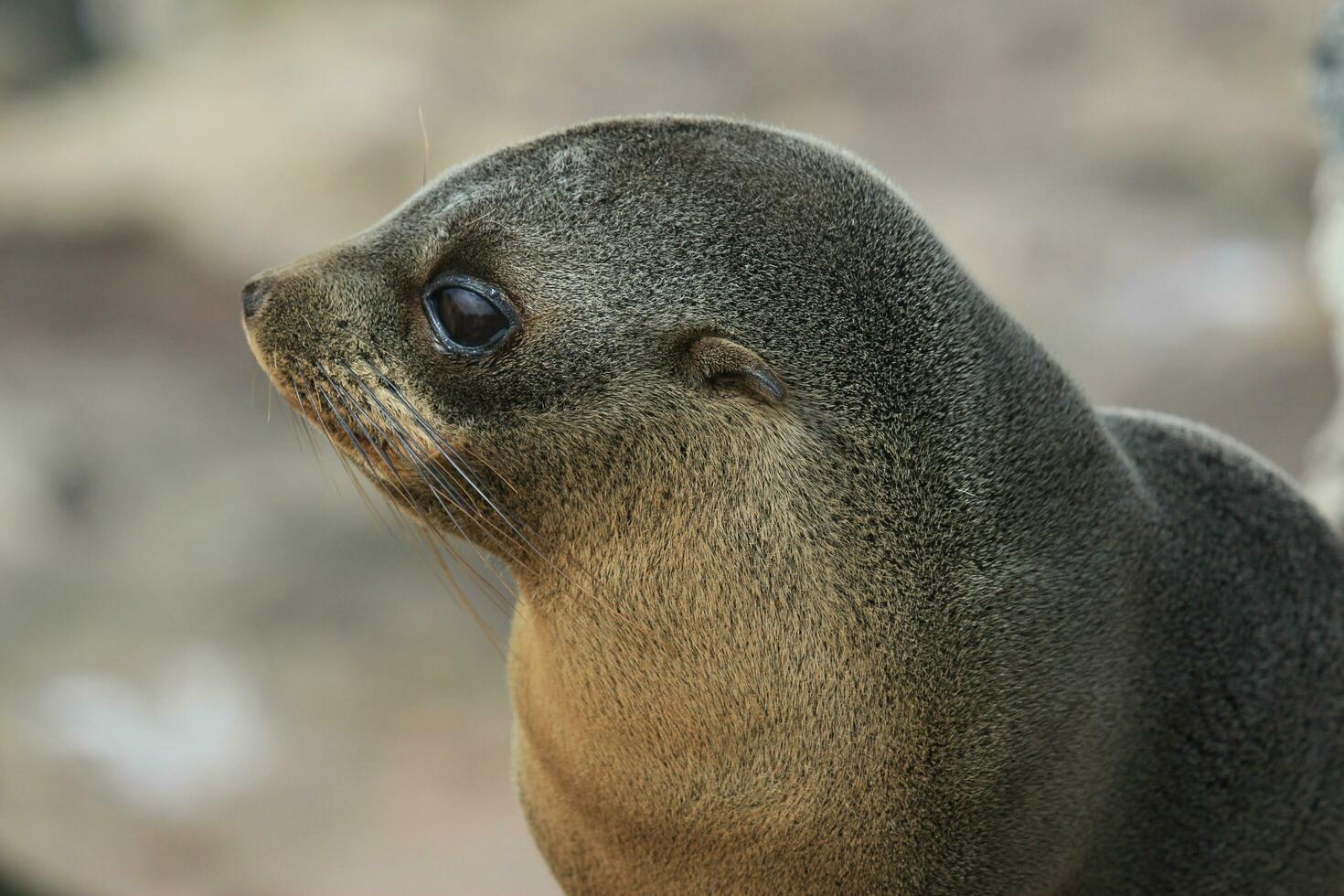 New Zealand Fur Seal photo