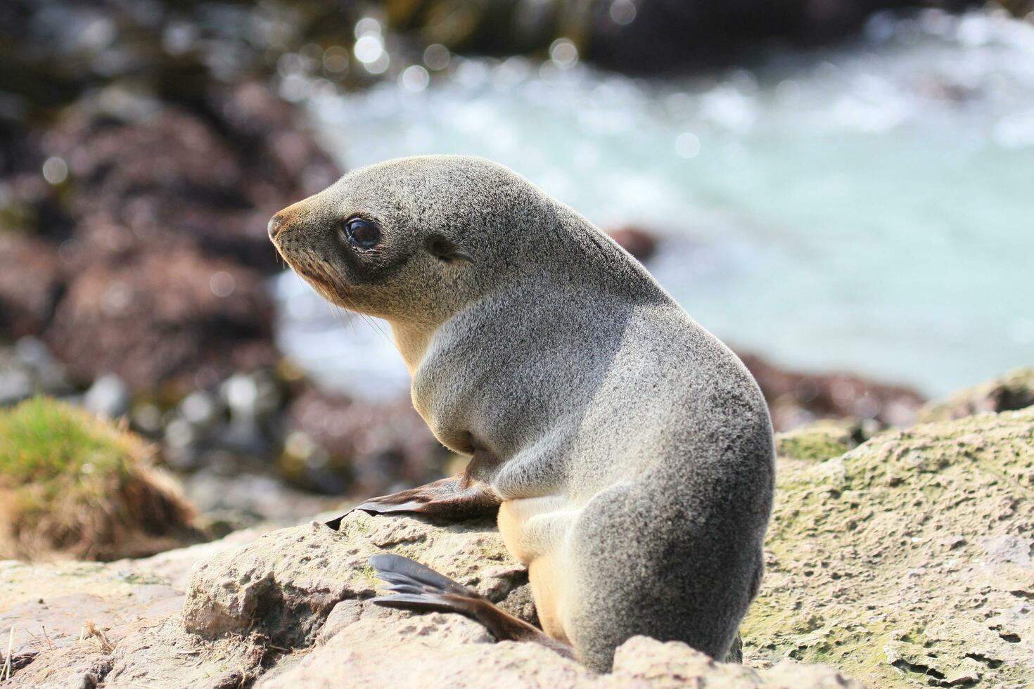 New Zealand Fur Seal photo