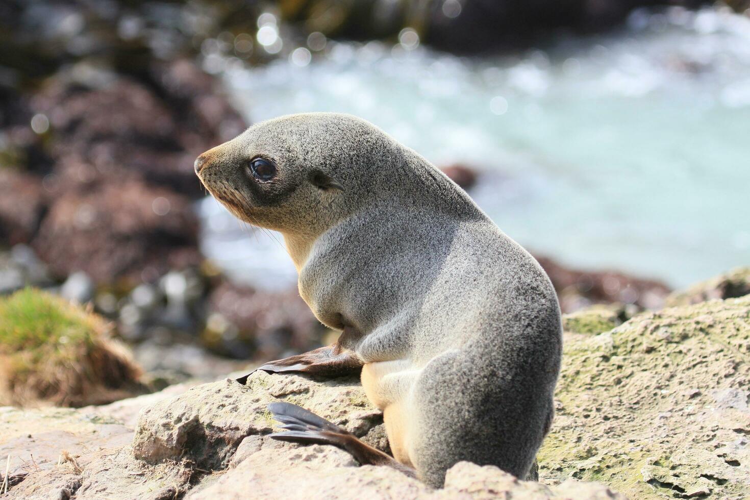 lobo marino de nueva zelanda foto