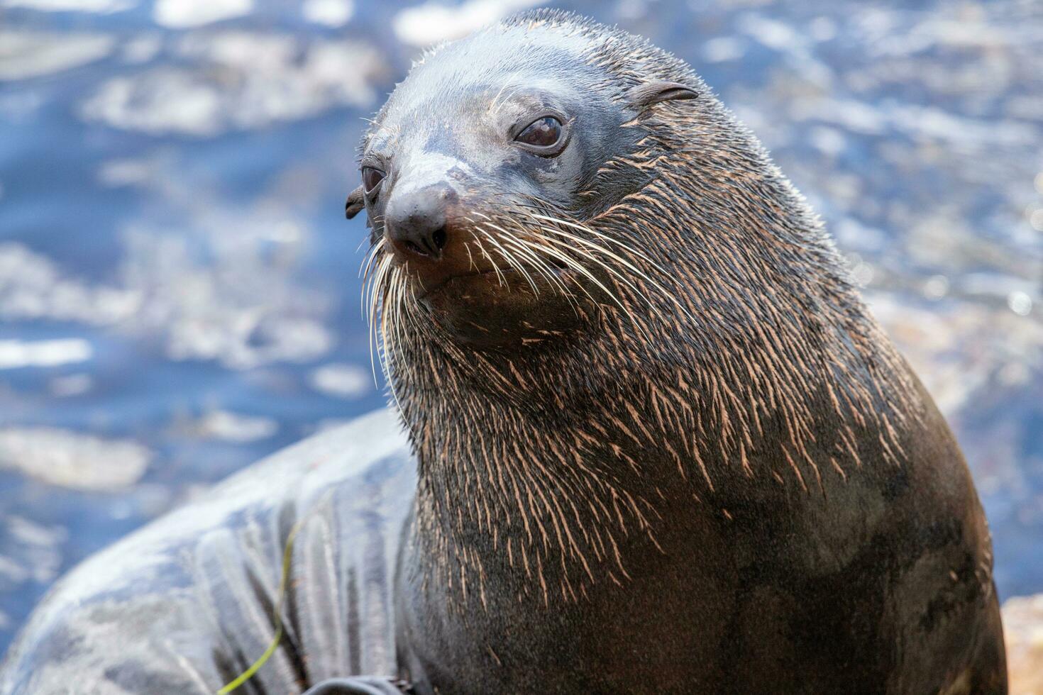 lobo marino de nueva zelanda foto