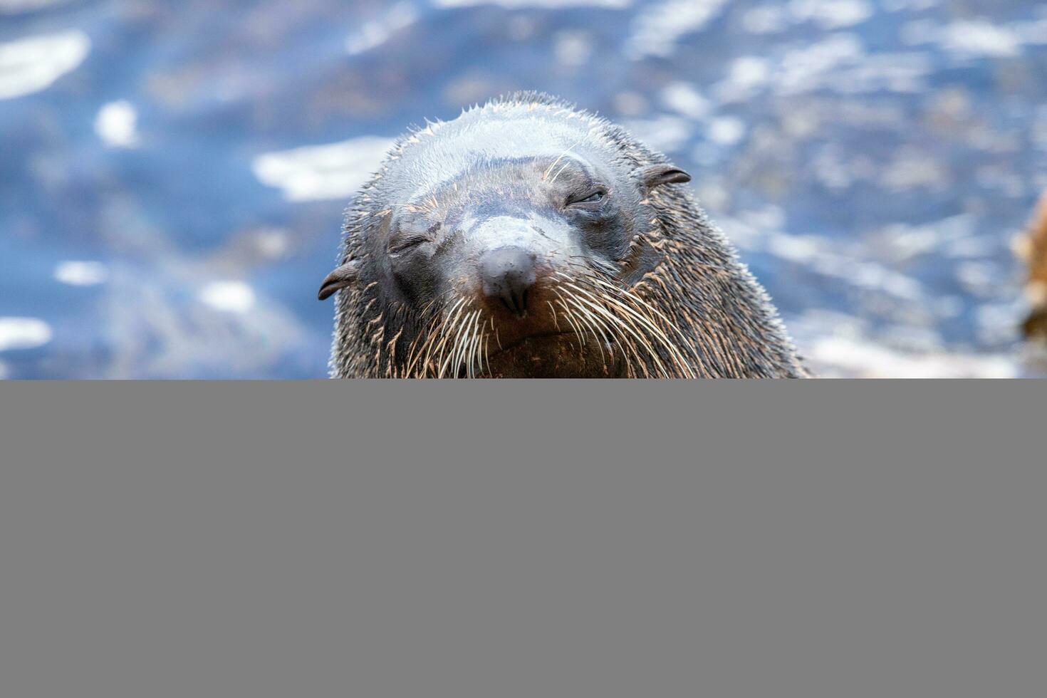 New Zealand Fur Seal photo