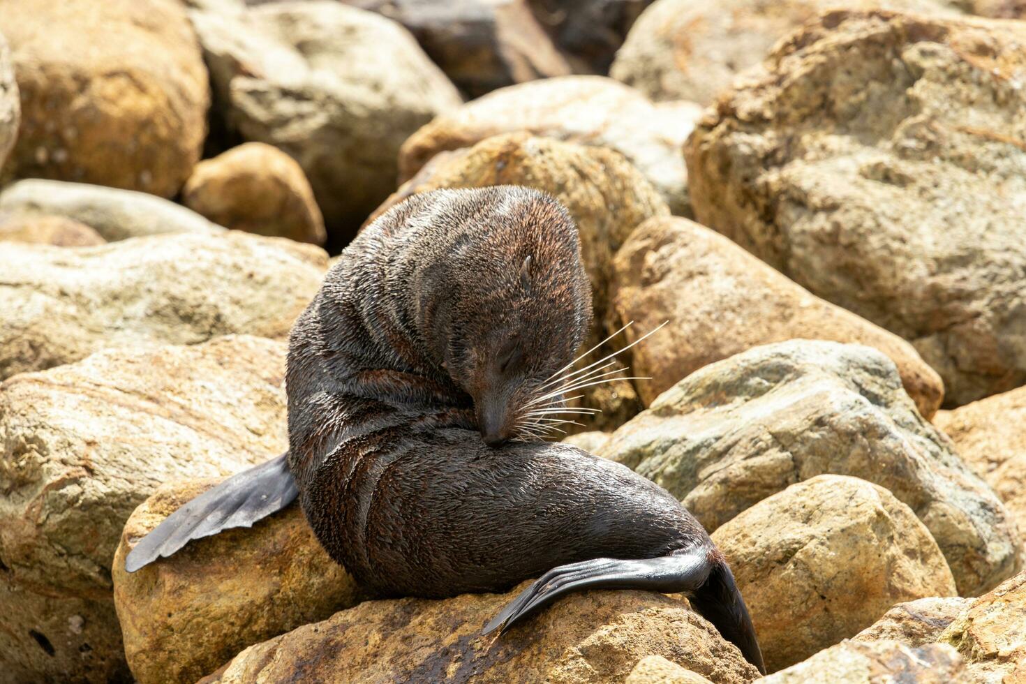 lobo marino de nueva zelanda foto