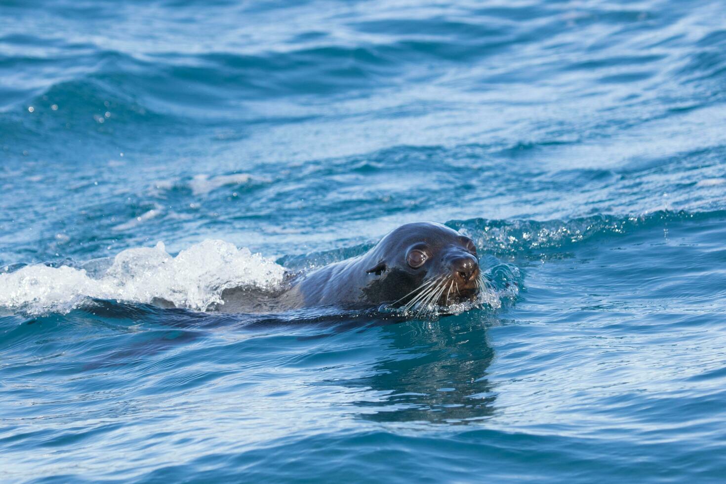 lobo marino de nueva zelanda foto