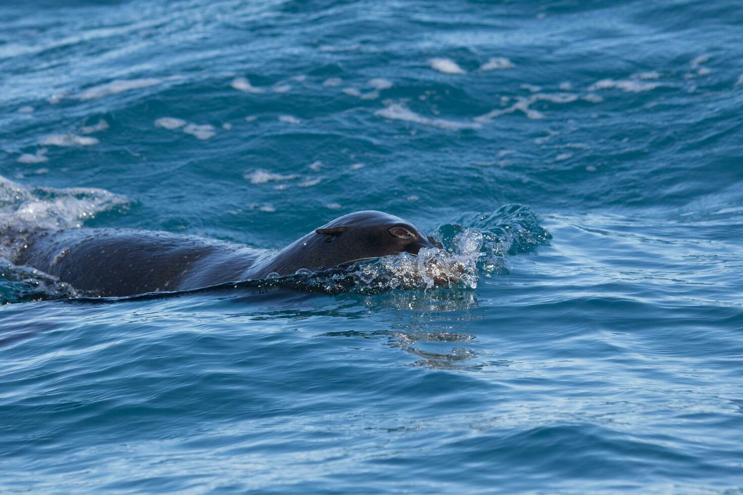 New Zealand Fur Seal photo