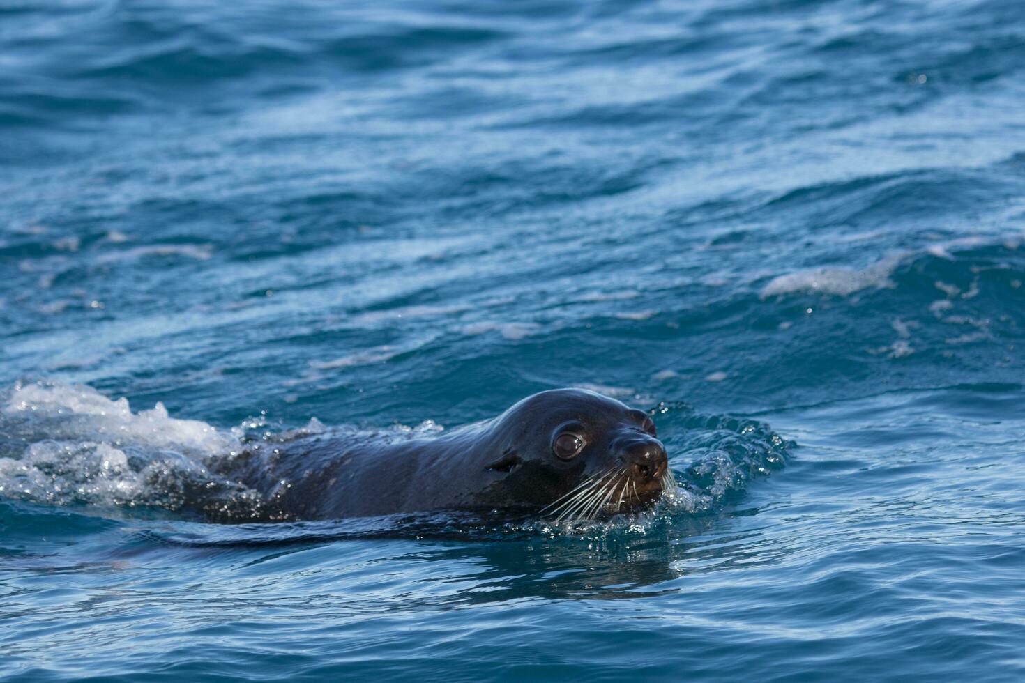 New Zealand Fur Seal photo