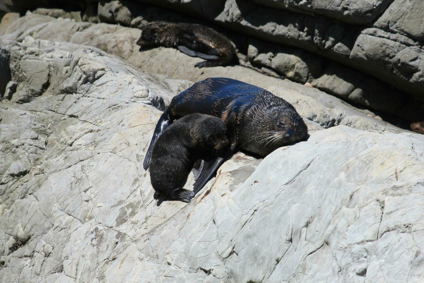 New Zealand Fur Seal photo