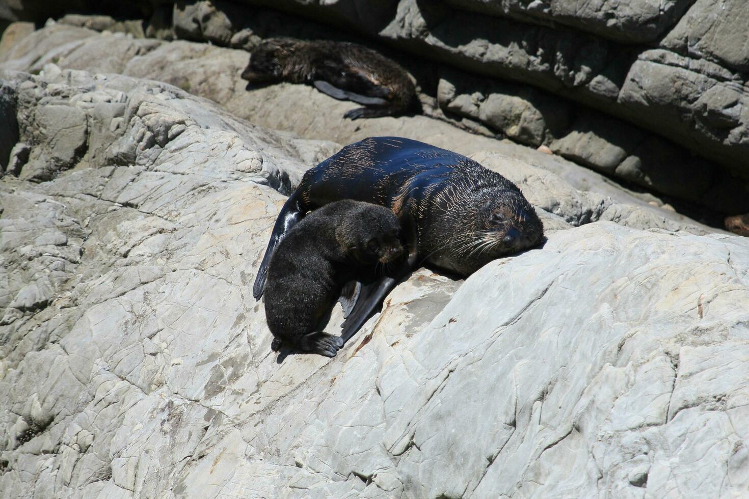 lobo marino de nueva zelanda foto