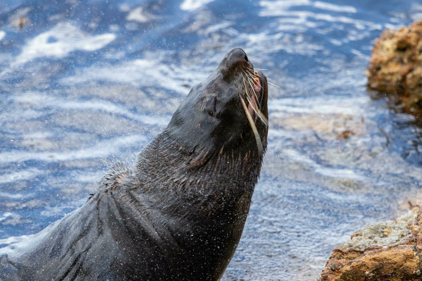 New Zealand Fur Seal photo