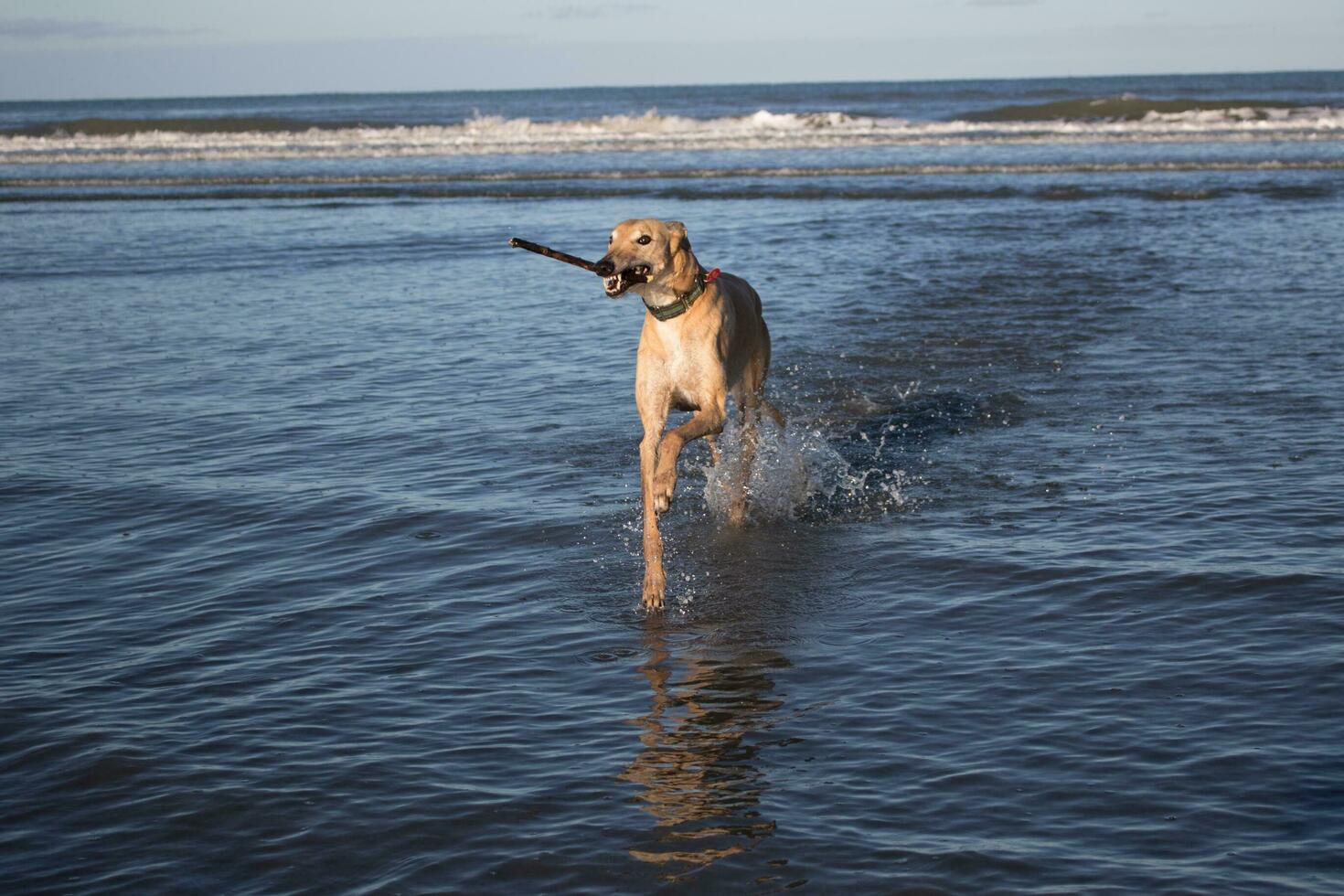 Cute Greyhound Dog photo