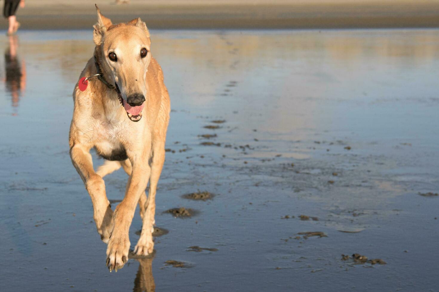 Cute Greyhound Dog photo