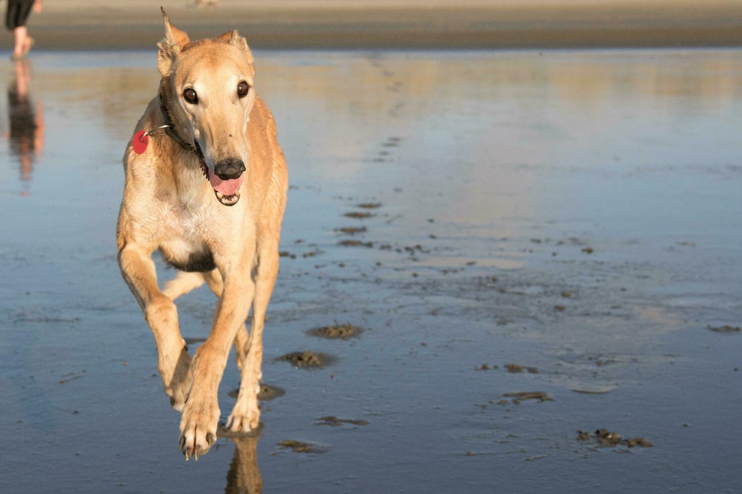 linda galgo perro foto