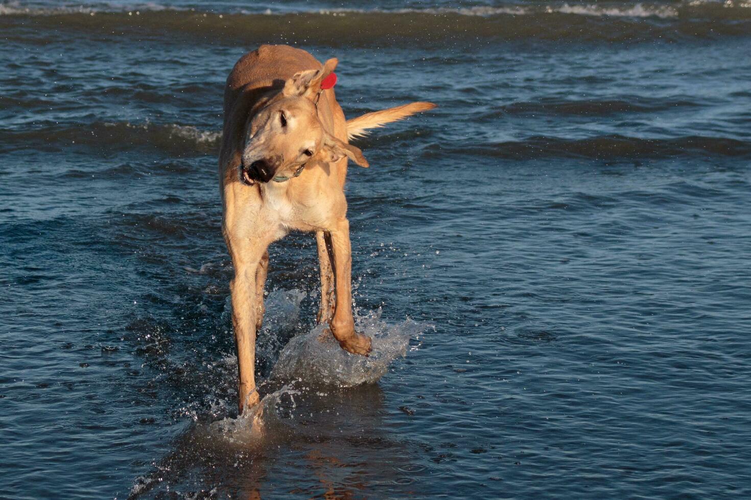 Cute Greyhound Dog photo