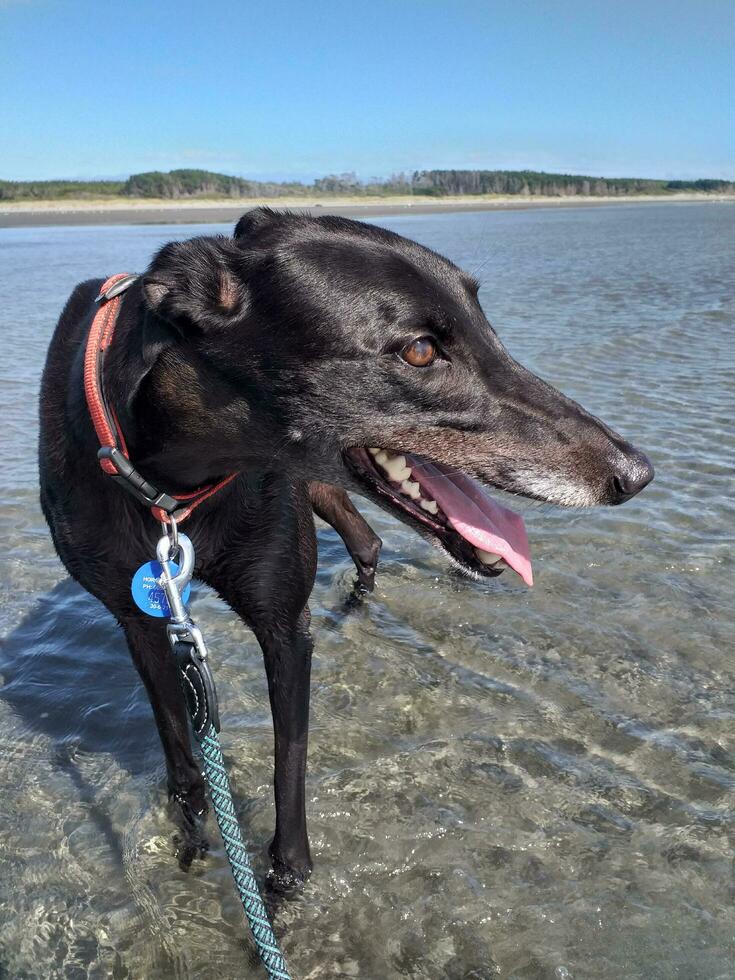 Cute Greyhound Dog photo