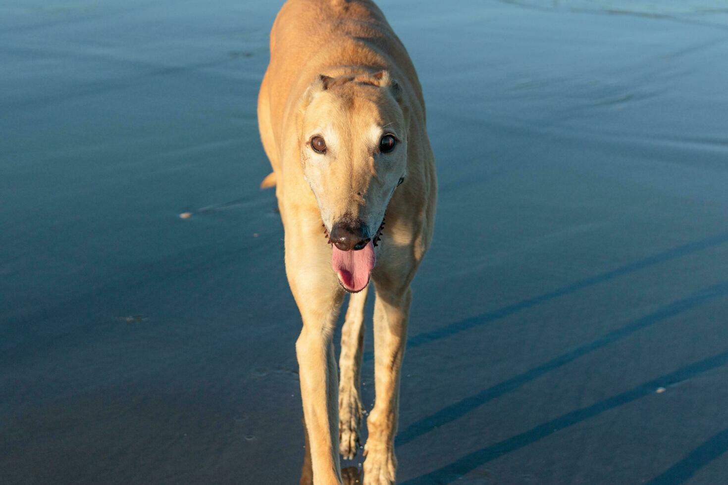 Cute Greyhound Dog photo