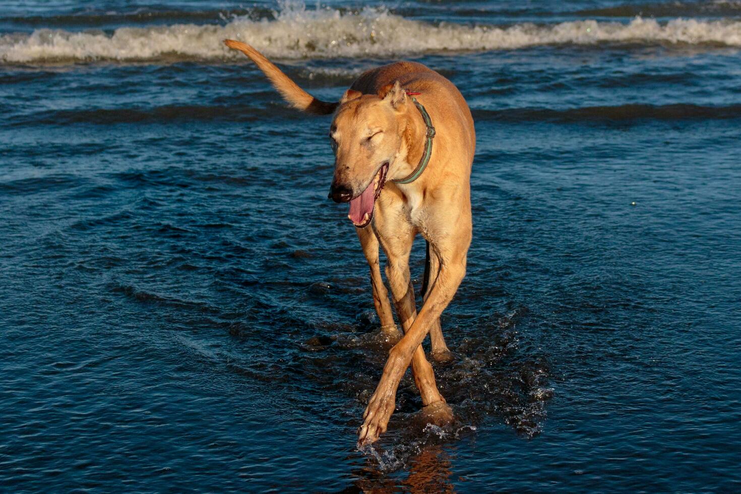 Cute Greyhound Dog photo