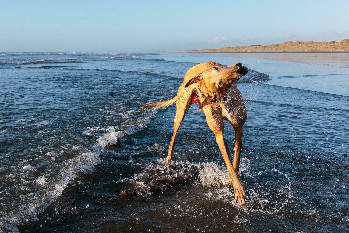 Cute Greyhound Dog photo