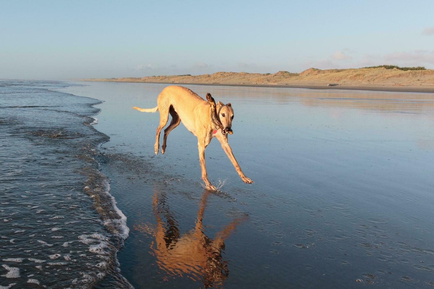 Cute Greyhound Dog photo