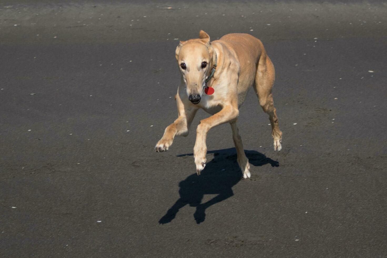 Cute Greyhound Dog photo