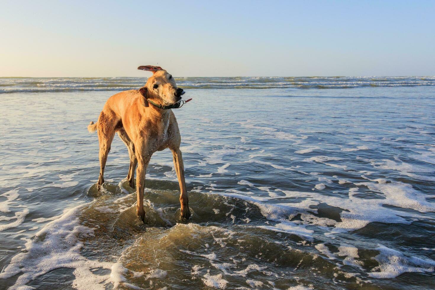 Cute Greyhound Dog photo