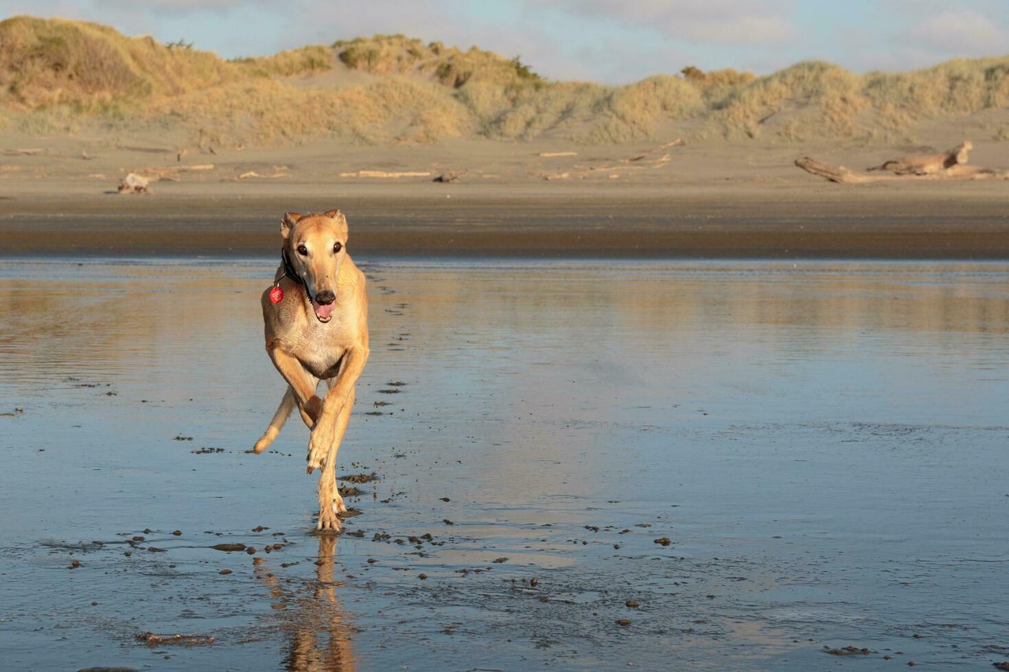 Cute Greyhound Dog photo