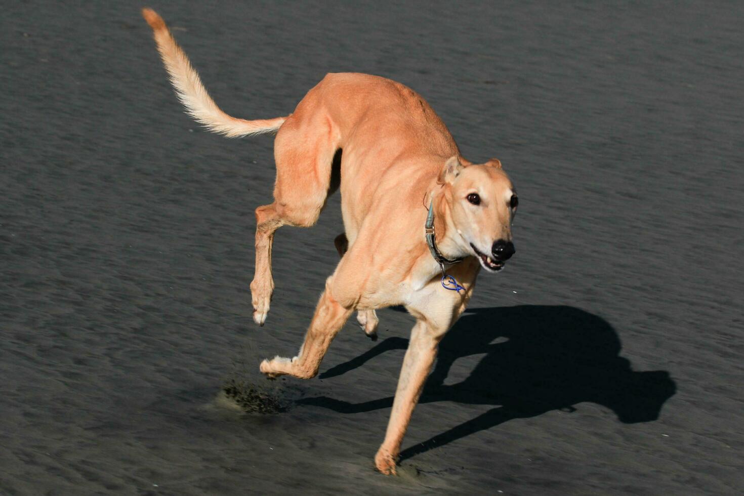 Cute Greyhound Dog photo