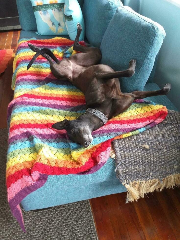 Cute Greyhound Dog photo