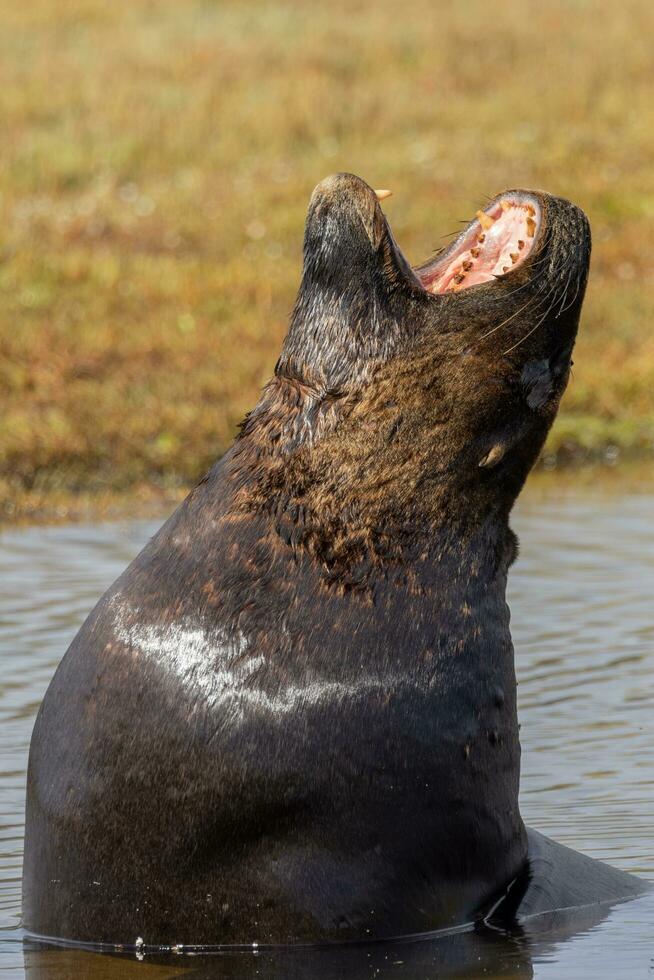 New Zealand Sea Lion photo