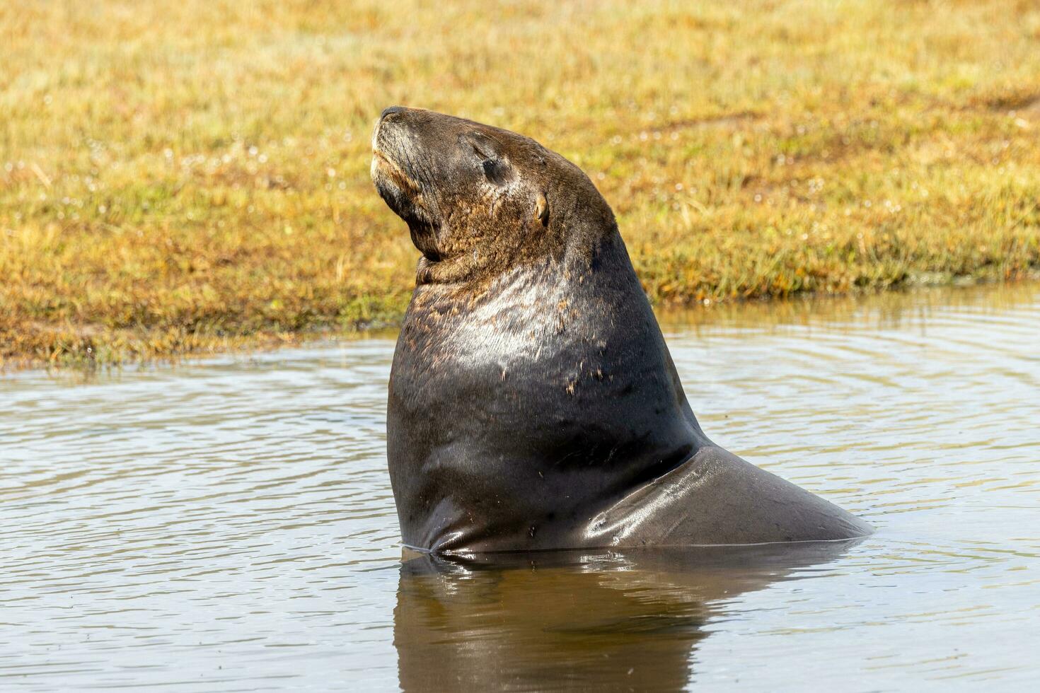 león marino de nueva zelanda foto