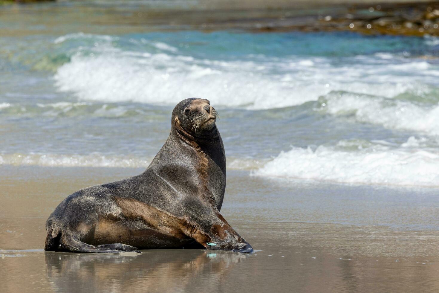 león marino de nueva zelanda foto